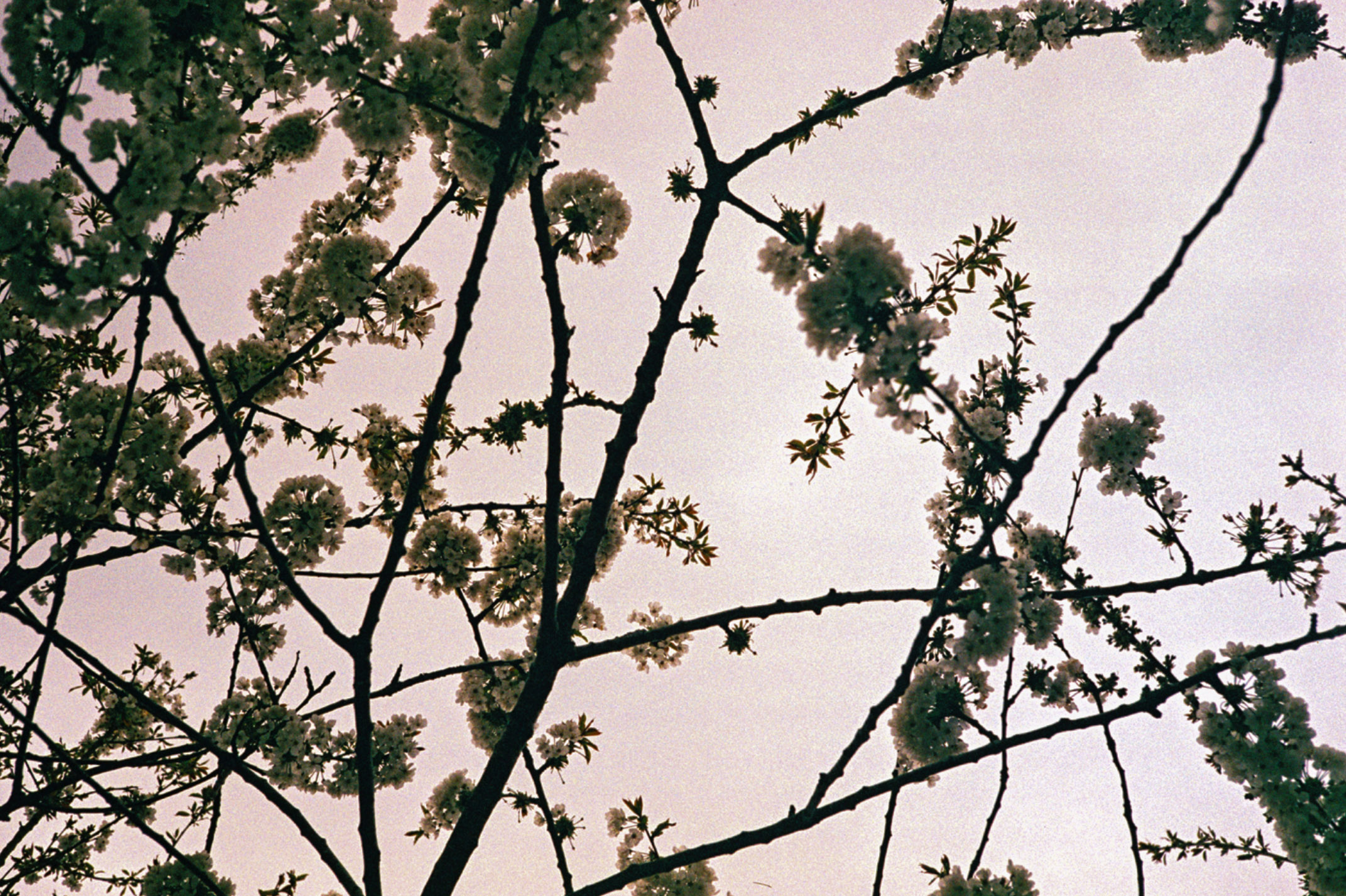 agfa-40mm-solitar-f28-blossom.jpg