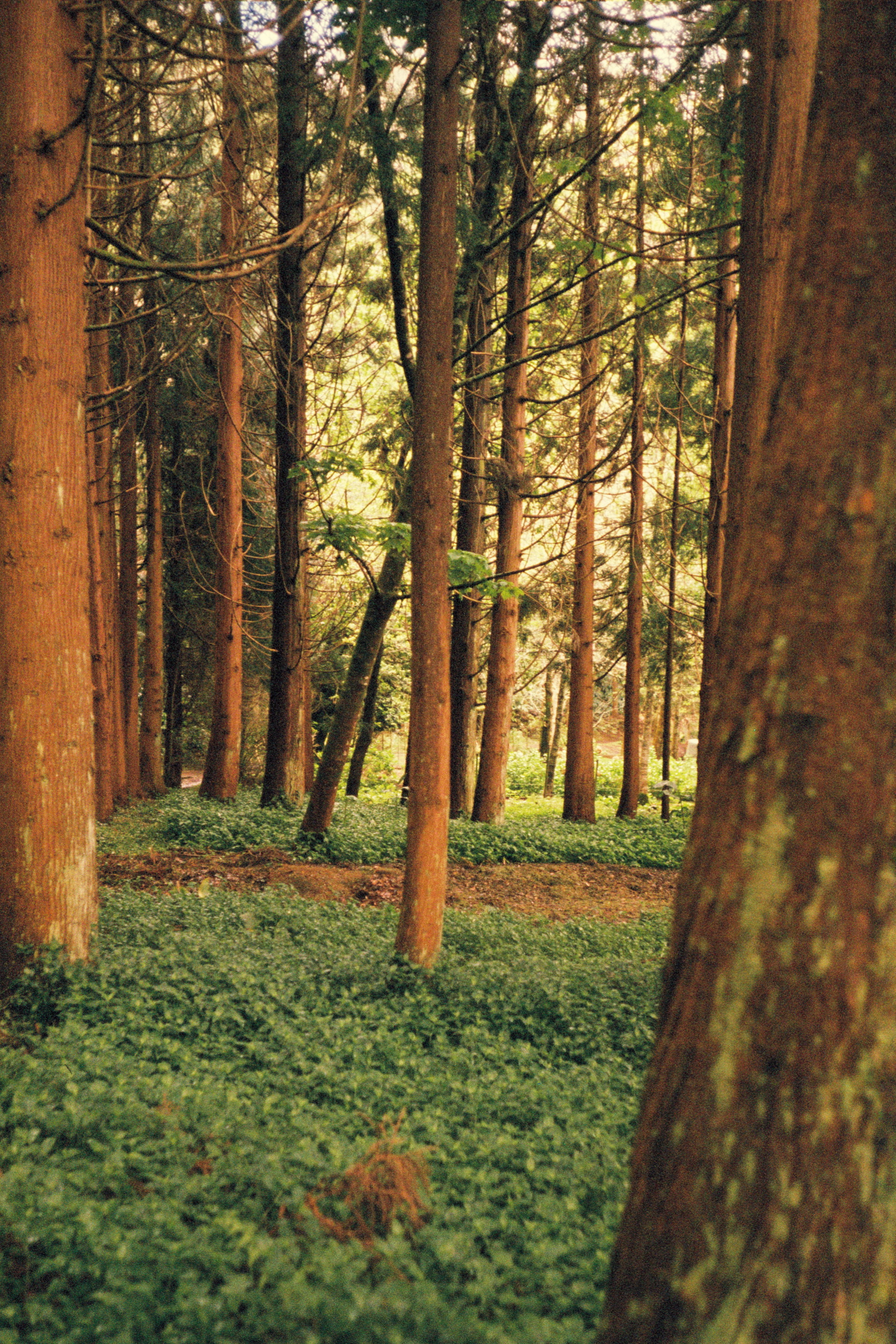 agfa-optima-40mm-sao-miguel-azores-forest-trees.jpg