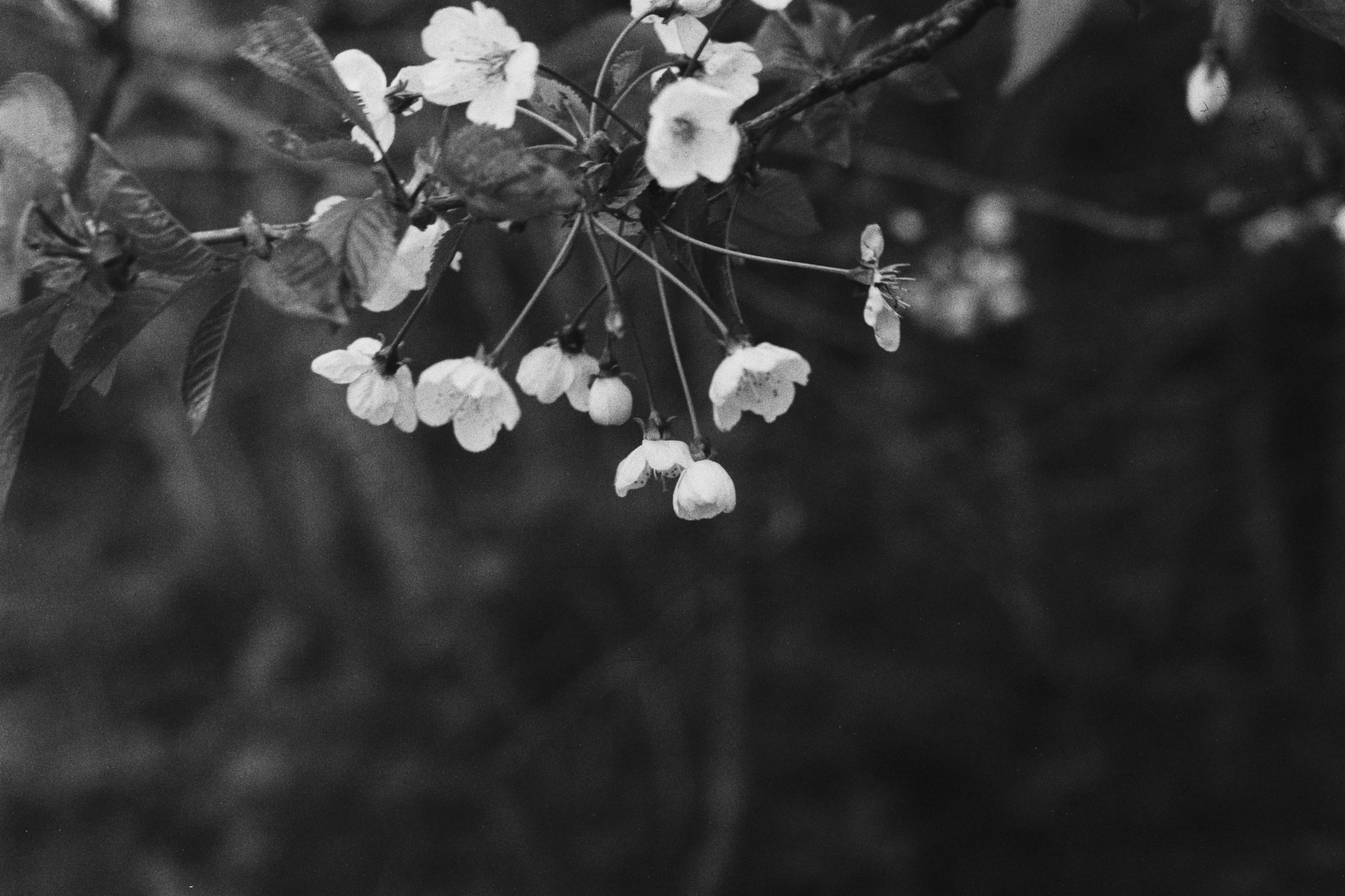 blossom-carl-zeiss-jena-ddr-135-000013.jpg