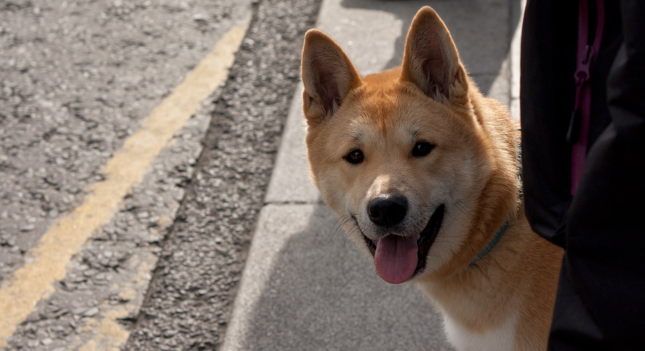 dog-dublin-lumix-img_3638_17742458745_o.jpg