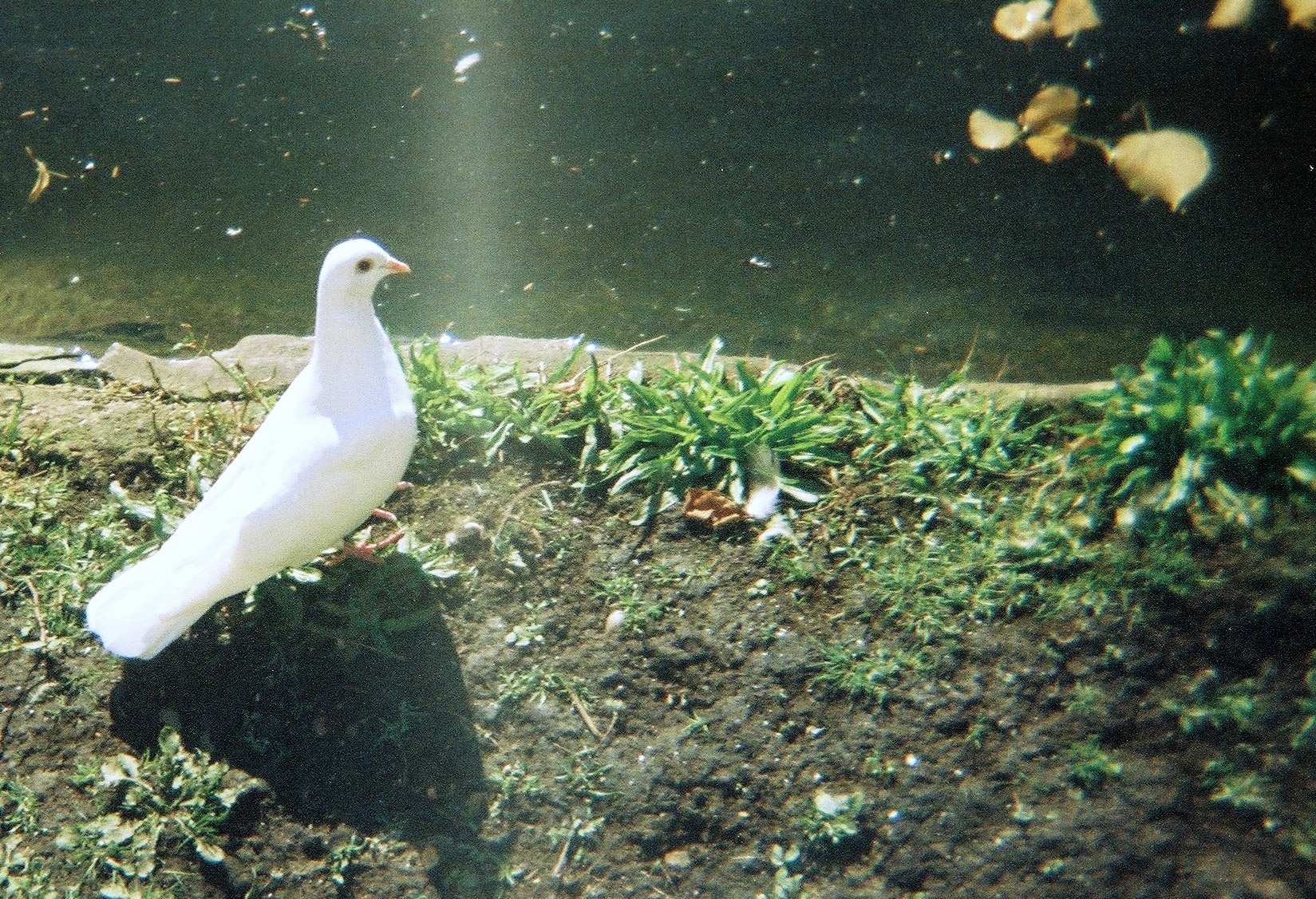 dove-plastic-lens-080666-cnv00001.jpg