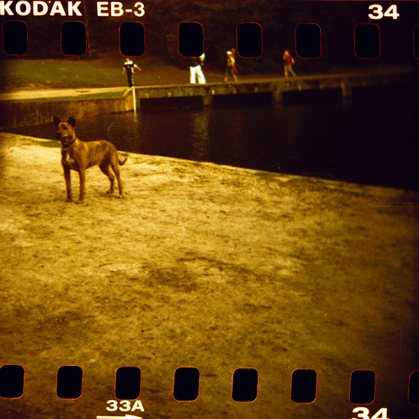 holga-kodak-elitechrome-eb3-tate-britain-how-we-are-now--dog-lakeside_466219486_o.jpg