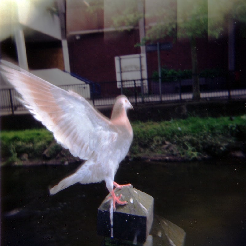 holga-stafford-pigeon_167225769_o.jpg