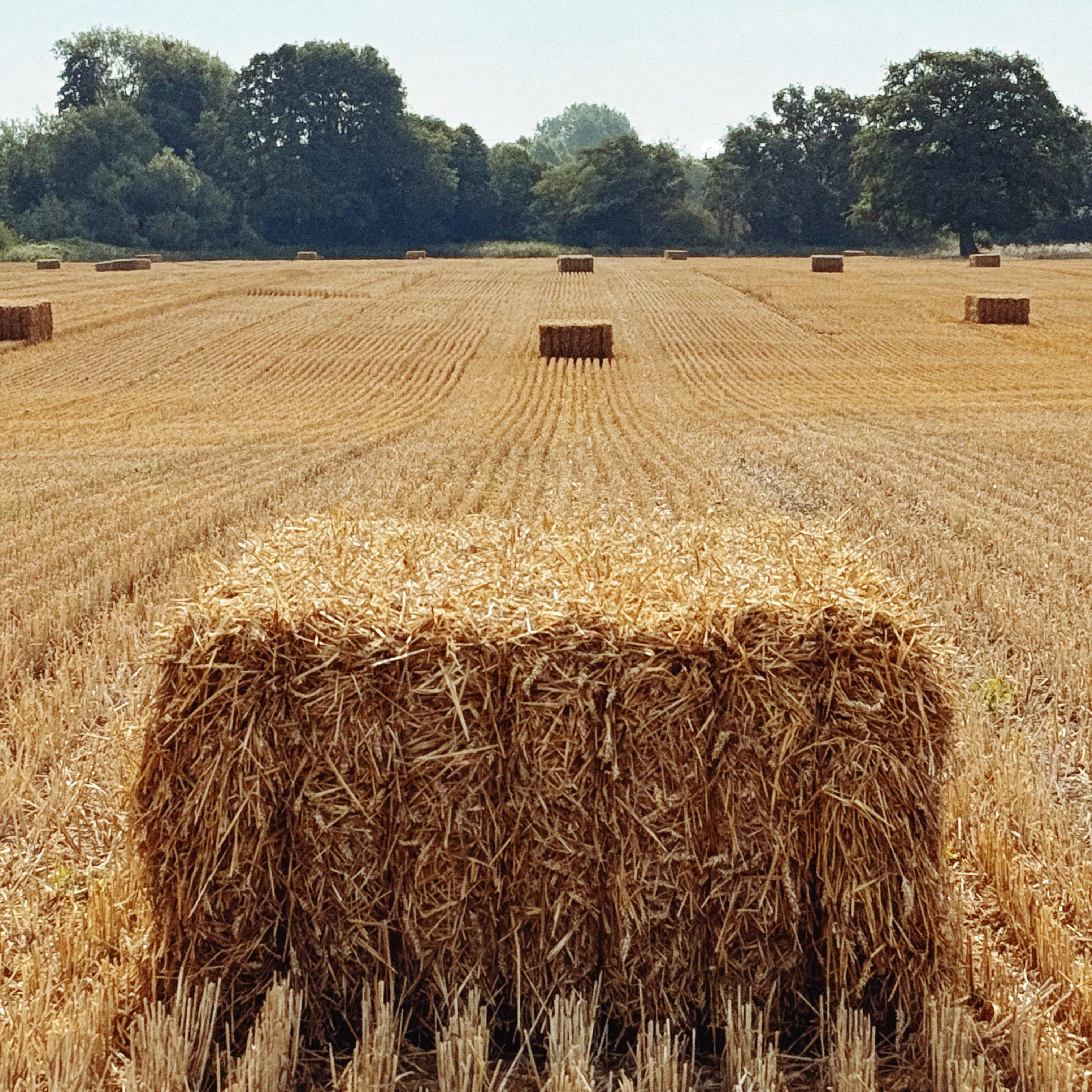iphone-IMG_2017-hay.jpeg